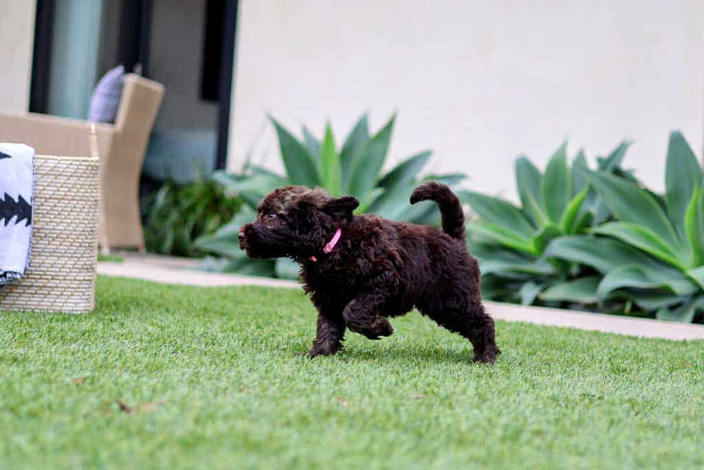 Goldendoodle Lab Mix size 