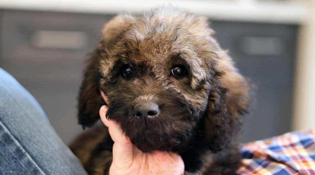 Goldendoodle Mixed with Labrador A New Breed Guide