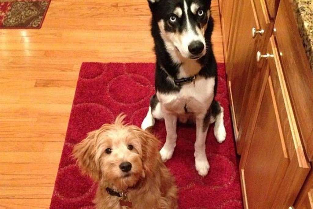 Goldendoodles Get Along with Huskies Very Well