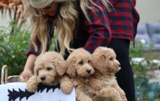 Mini Goldendoodle vs Mini Labradoodle - Comparison & Guide