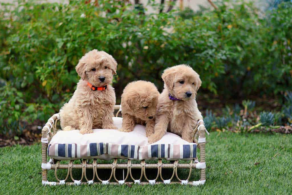 Mini Goldendoodle vs Mini Labradoodle – Comparison