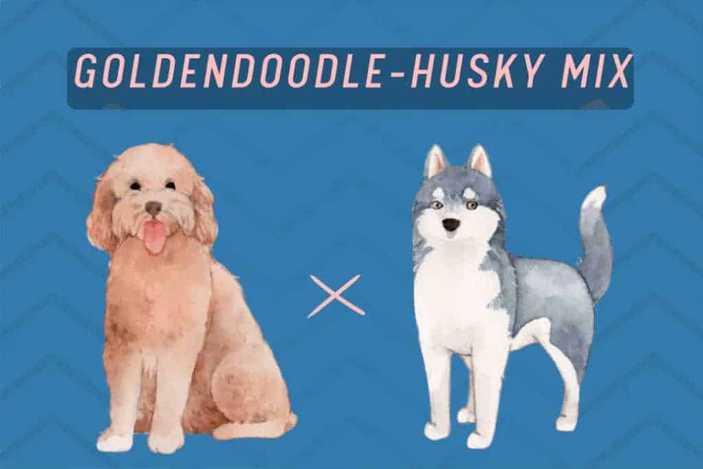 The mix between the Goldendoodle and Husky