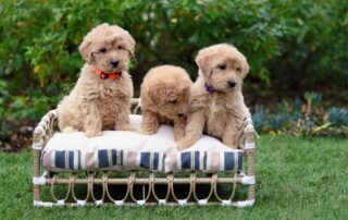 Top 15 Best Dog Clippers for Goldendoodles