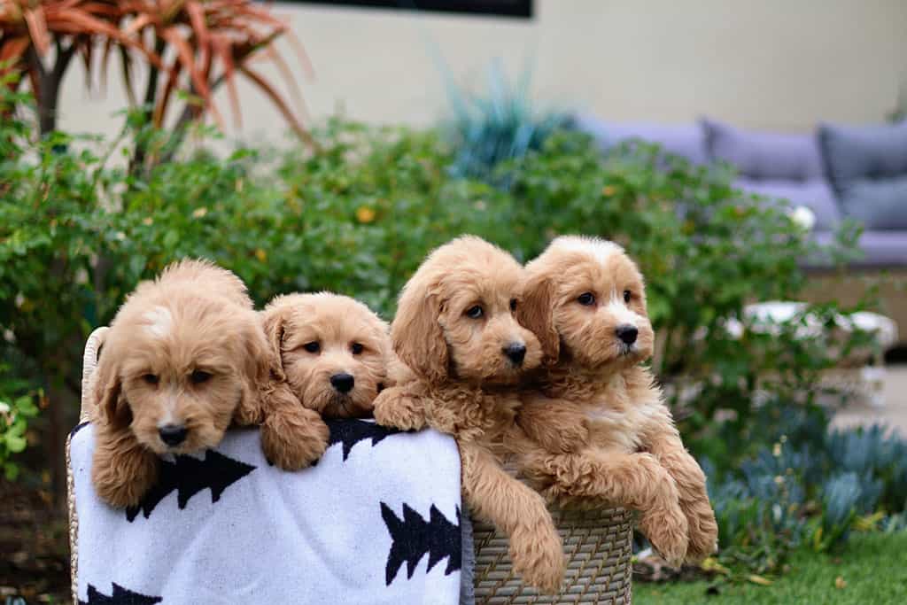 F3 Goldendoodle 