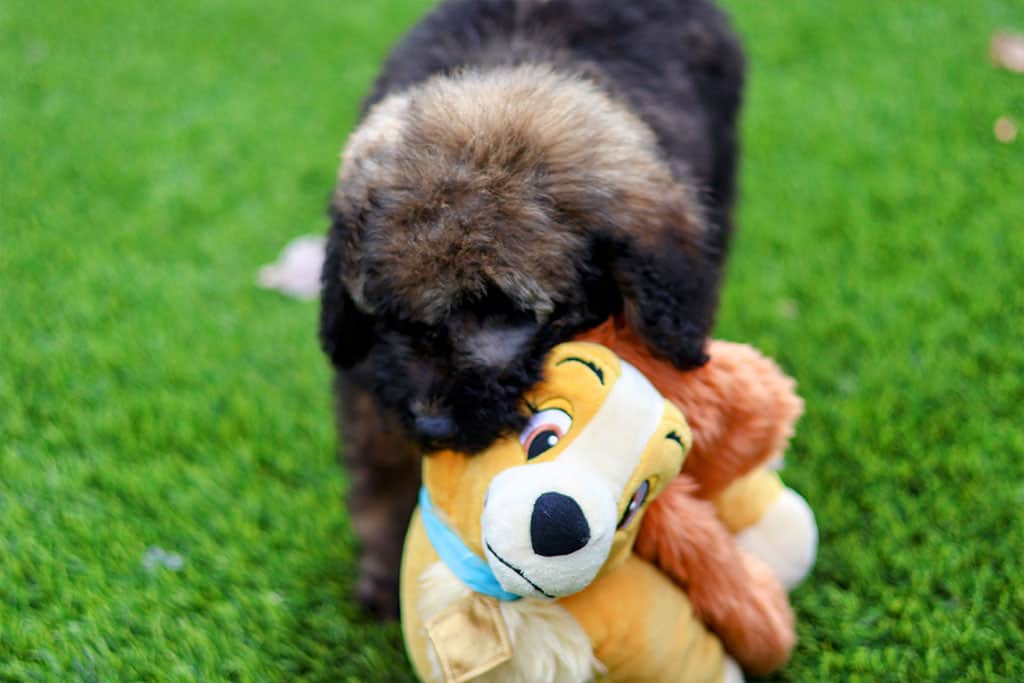 Goldendoodle’s Behaviour Around Food