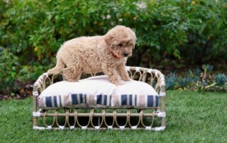 Guide to Goldendoodle Ear Infection: Symptoms & Treatments