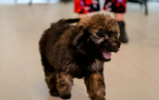 Mini Goldendoodle Temperament