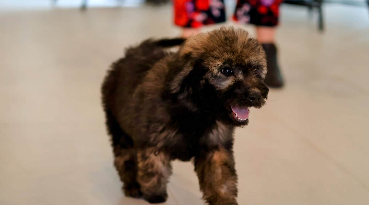 Mini Goldendoodle - An Intelligent, Adorable Companion