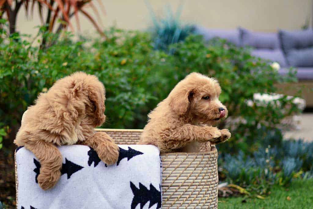 Top 15 Best Dog Beds For Goldendoodle [Expert Review]