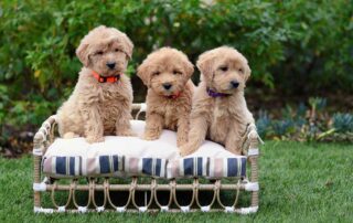 Best Dog Beds for Goldendoodle