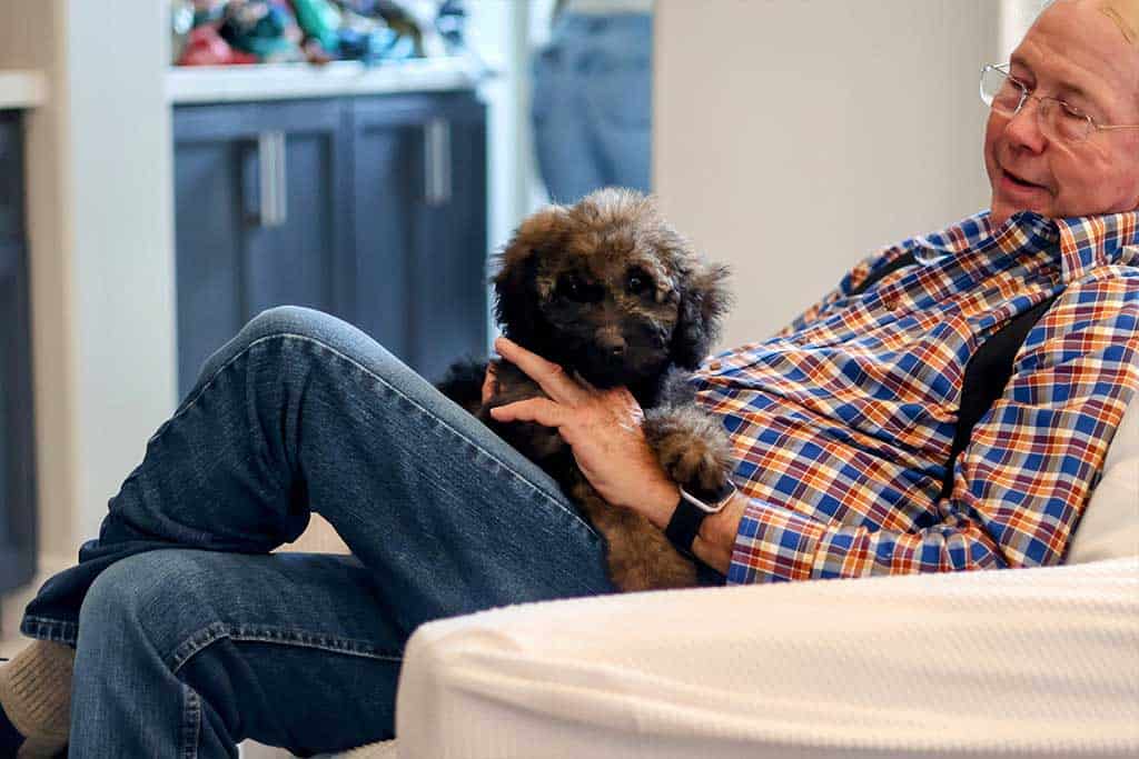 Petite Mini Goldendoodle Appearance 