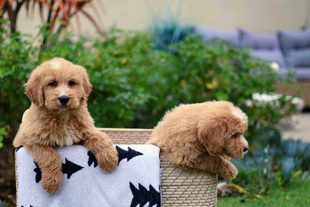 Cockapoo vs Goldendoodle: Behavior