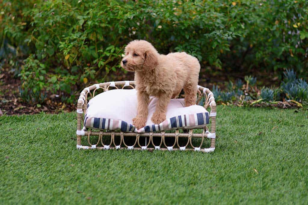 Cockapoo vs Goldendoodle: Temperament 