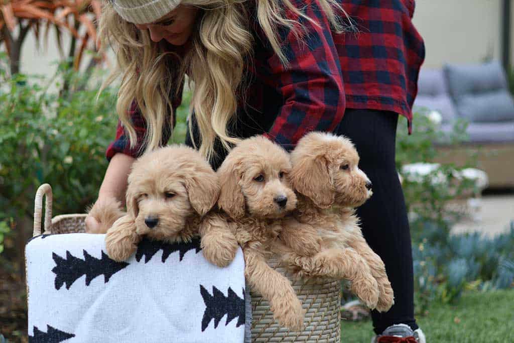 Cockapoo vs. Goldendoodle Trainability