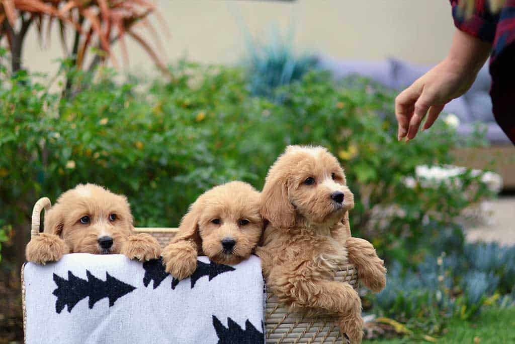 Comparing Cockapoo vs Goldendoodle