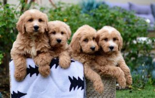 why are goldendoodles so popular