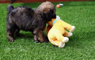 When Do Goldendoodles Stop Teething