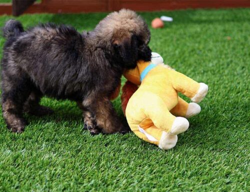 When do Goldendoodles stop teething?