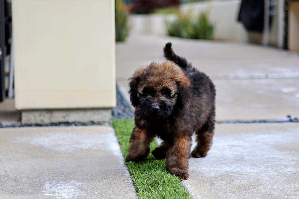 Looking After Petite Mini Goldendoodles – Secrets to Joyful Tail-wagging