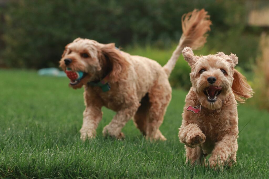 Micro Mini Goldendoodle