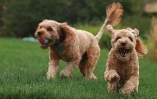 Can Goldendoodles Be AKC Registered