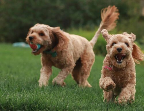 Can Goldendoodles be AKC registered? – Registration Rules Explained