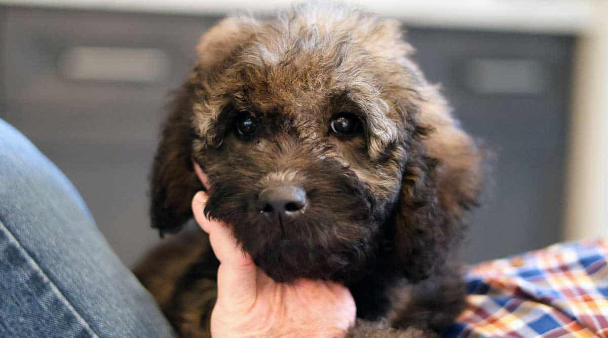 Mini Goldendoodle - An Intelligent, Adorable Companion