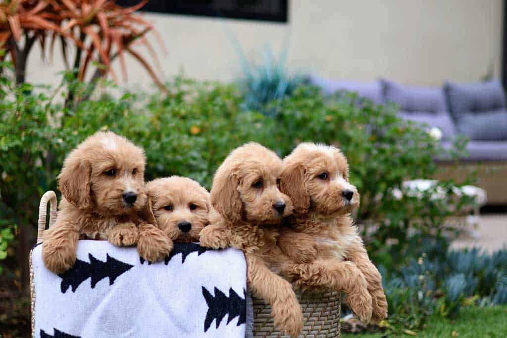 Bringing a Goldendoodle to Your Home