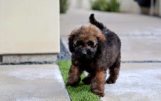 Can Goldendoodles Be Left Alone?