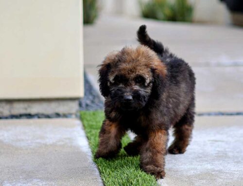 Can Goldendoodles Be Left Alone?