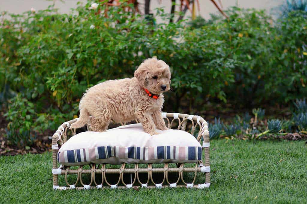 How to Leave Your Goldendoodle Alone for Longer Durations?