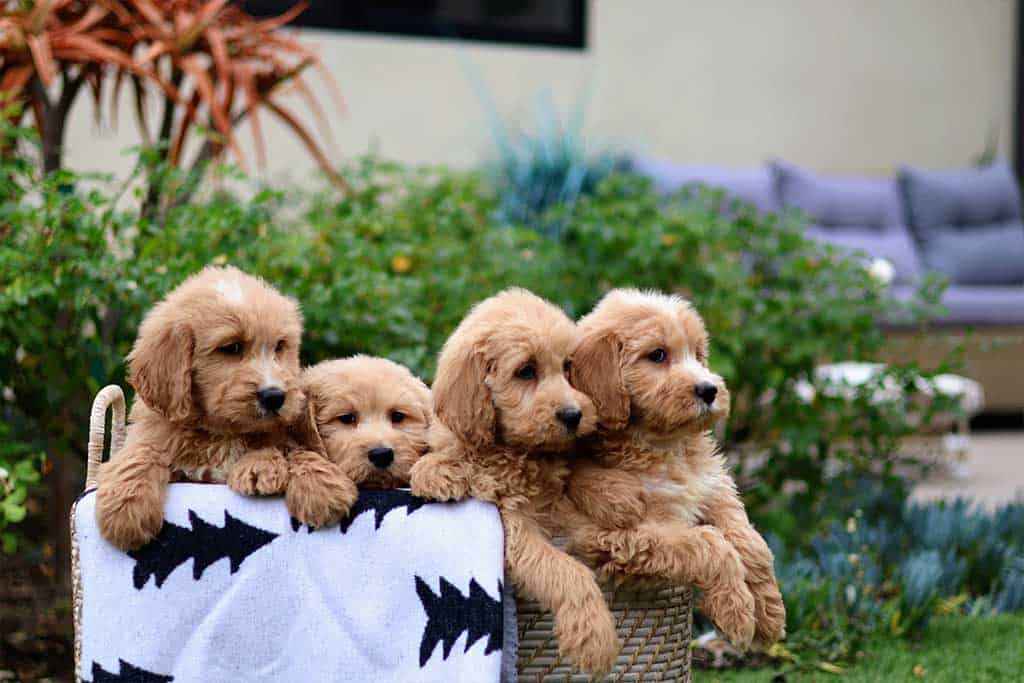 What About Goldendoodle Puppies and Mini Goldendoodles?