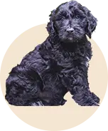 black goldendoodles for your family