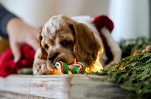 When do Goldendoodles stop teething