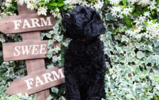 How to Clean Goldendoodle Ears?