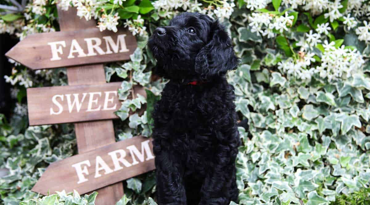 How to Clean Goldendoodle Ears?