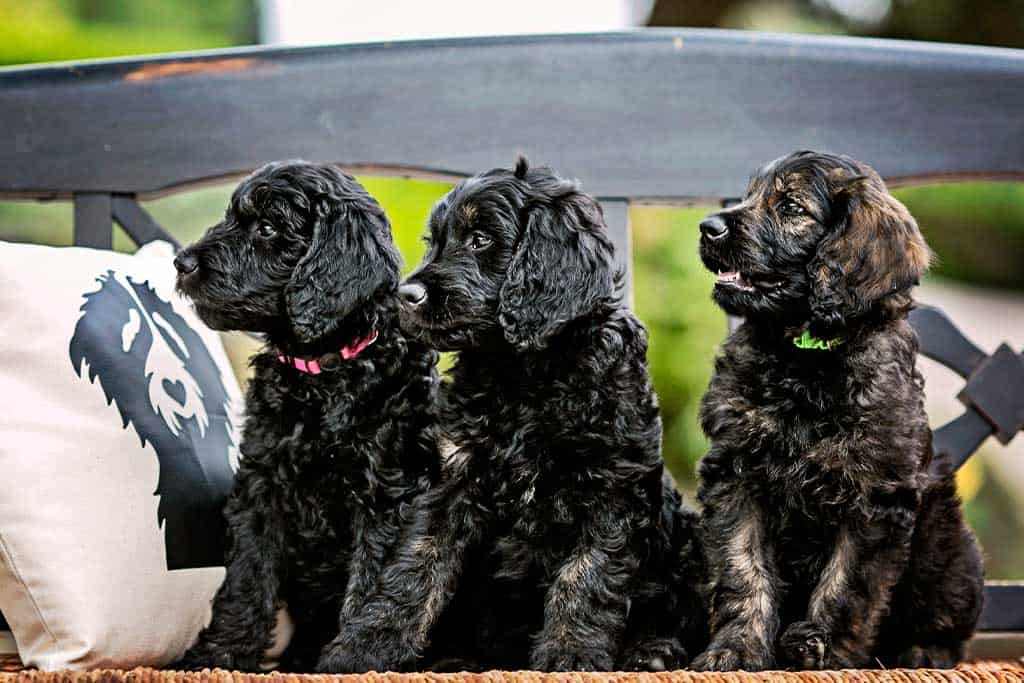 How to clean Goldendoodle ears? 