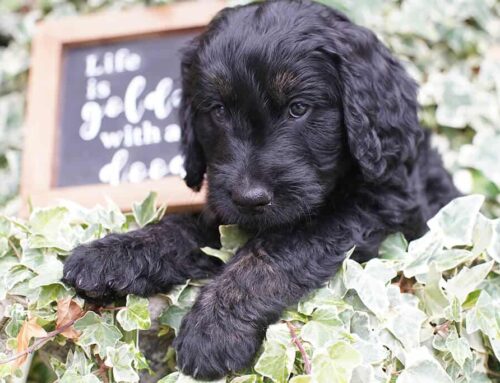 Do Goldendoodles Have Hair or Fur?