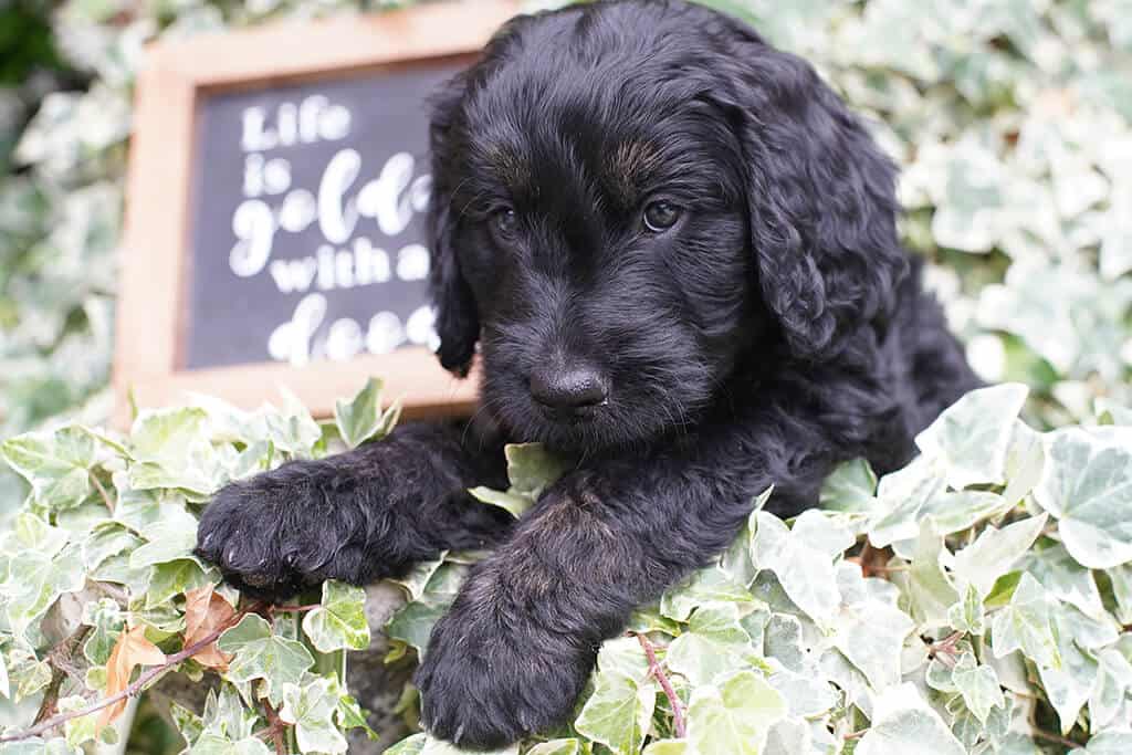 do goldendoodles have fur or hair