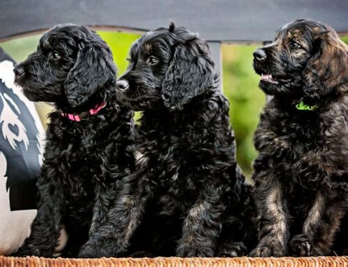 When Do Goldendoodles Go into Heat?