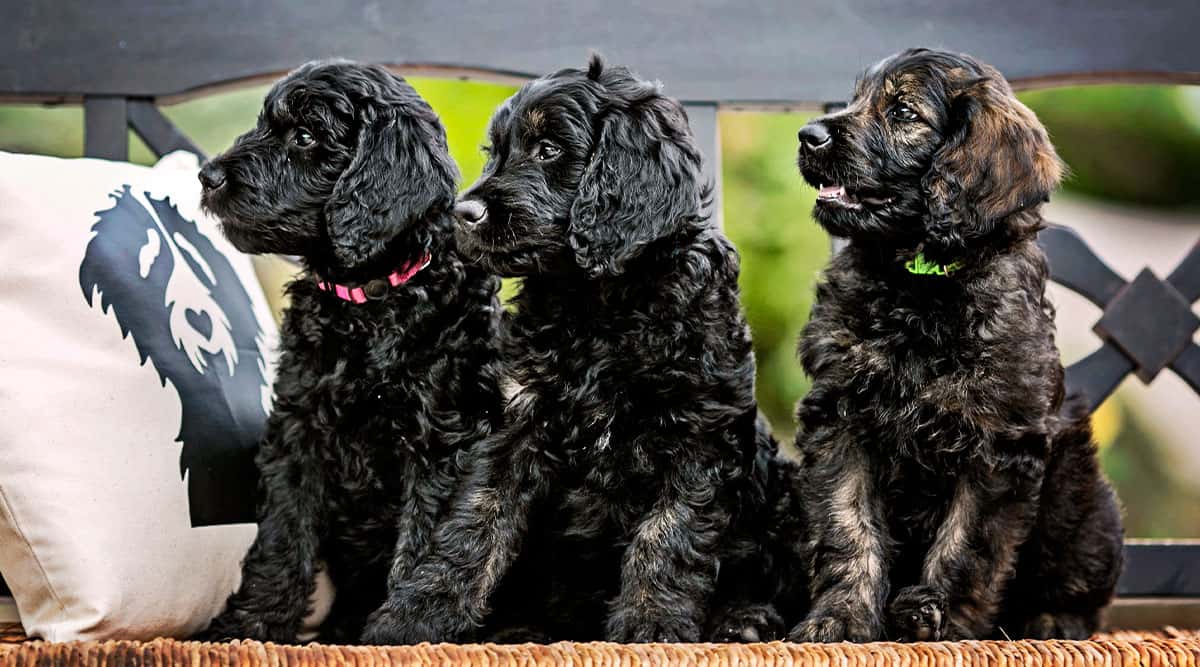 When Do Goldendoodles Go into Heat?