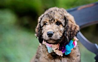 Why is my Goldendoodle so Itchy?