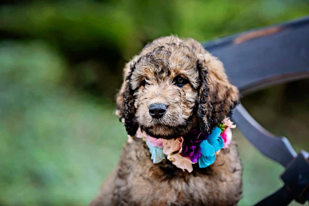 Feeding a Mini Goldendoodle: Special Considerations