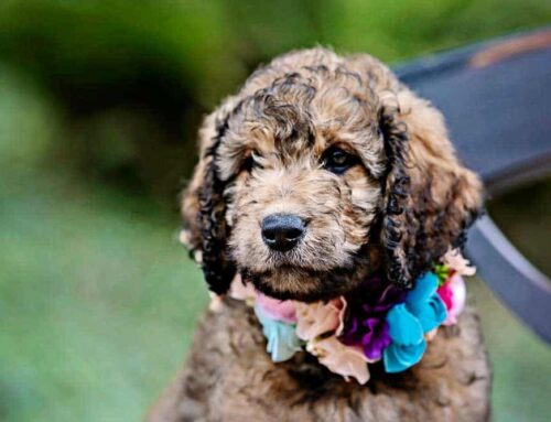 Mini Goldendoodle or Goldendoodle: Picking the Appropriate Size for Your Home