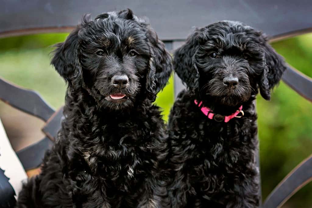 Mini Goldendoodle