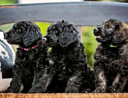 Black Mini Goldendoodle: Traits, Care & Facts You Need to Know