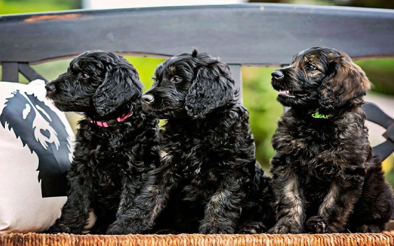 Black Mini Goldendoodle