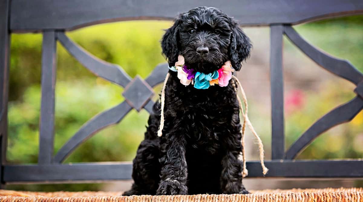 Characteristics of Black Mini Goldendoodle