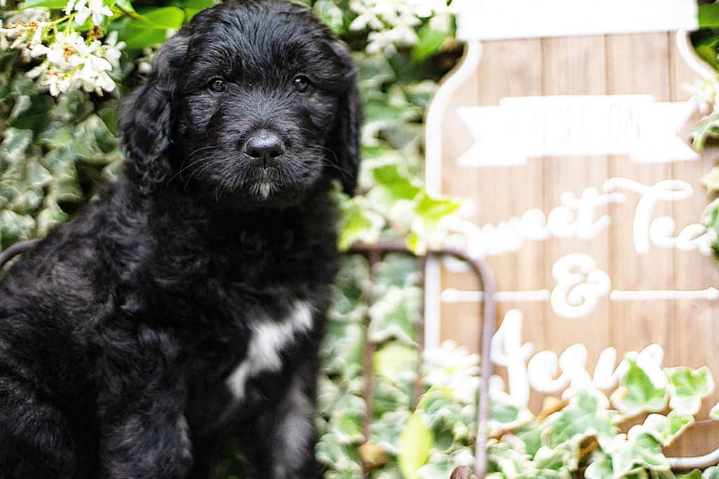 Overview of Goldendoodle