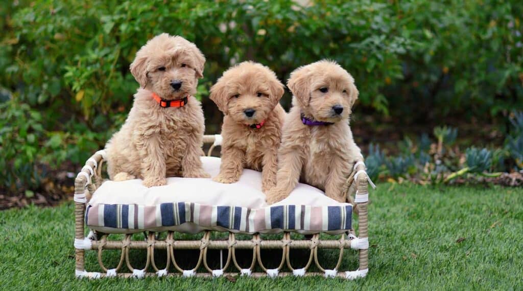 Pros and Cons of Male vs Female Goldendoodle